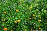 特早熟柑橘種植技術_六月桔是什么桔