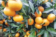 2千畝小柑橘種植技術(shù)與管理_第一年的柑橘幼樹怎樣施肥才能長(zhǎng)的粗壯