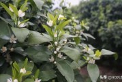 柑橘種植技術(shù)一梢三肥_柑桔如何進(jìn)行修枝整形能提高產(chǎn)量