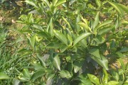 愛媛38柑桔與春見的區(qū)別_耙耙柑主要產(chǎn)地在那里