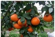 一年柑橘種植管理技術(shù)_柑橘種植的好壞在于市場認(rèn)可