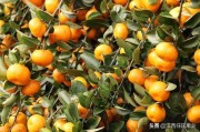 柑橘上的病蟲(chóng)害防治_柑橘謝花后怎樣管理 柑橘上的病蟲(chóng)害防治_柑橘謝花后怎樣管理