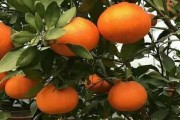 愛媛34號(hào)介紹_綠美人