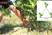 柑橘苗怎樣種植技術(shù)_烏柑橘種植時(shí)間和方法 柑橘苗怎樣種植技術(shù)_烏柑橘種植時(shí)間和方法