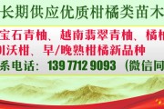 明日見柑橘什么時間成熟采摘(明日見柑橘什么時間成熟采摘好) 明日見柑橘什么時間成熟采摘(明日見柑橘什么時間成熟采摘好)