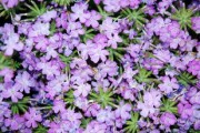 3月份沃柑還新鮮嗎（沃柑是不是三月紅）