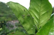 什么柑橘?zèng)]有黃龍病蟲害_四川最出名的特產(chǎn)有哪些
