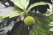 柑橘形態(tài)特征解析：果實、葉片與植株的生物學辨識要點