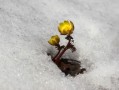 柑橘1斤石硫合劑兌多少水？科學(xué)配比與安全稀釋方法詳解