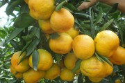 日南一號(hào)柑橘種植管理技術(shù)_春見(jiàn)有幾個(gè)品種