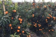 柑橘種植保水技術_如何做好柑橘脂點黃斑病的防治工作