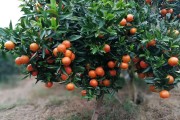 柑橘芽種植技術(shù)_柑桔抽芽時(shí)間 柑橘芽種植技術(shù)_柑桔抽芽時(shí)間