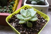 紅美人柑橘病蟲(chóng)害圖片_萬(wàn)年青黑美人開(kāi)花好嗎