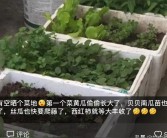 埃及柑橘種植技術(shù)_以色列屬于亞洲還是歐洲