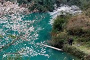 恩施柑橘種植技術(shù)_湖北省到底是屬于南方還是北方呢