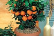 柑橘庭院種植方法和技術(shù)_院子南邊可以栽幾棵樹 柑橘庭院種植方法和技術(shù)_院子南邊可以栽幾棵樹