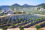 農(nóng)業(yè)科技柑橘種植技術(shù)_柑橘如何調(diào)節(jié)碳氮比 農(nóng)業(yè)科技柑橘種植技術(shù)_柑橘如何調(diào)節(jié)碳氮比