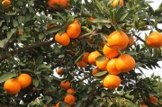 柑橘種植技術廠家供貨_種柑橘負債20萬卻在農(nóng)村發(fā)現(xiàn)新商機年賺幾十萬以上又苦無資金啟動