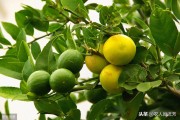 有機(jī)生態(tài)柑橘種植技術(shù)_現(xiàn)在農(nóng)田種普通經(jīng)濟(jì)作物市場(chǎng)風(fēng)險(xiǎn)可能較大 有機(jī)生態(tài)柑橘種植技術(shù)_現(xiàn)在農(nóng)田種普通經(jīng)濟(jì)作物市場(chǎng)風(fēng)險(xiǎn)可能較大