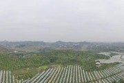 無人機柑橘病蟲害防治_中國農(nóng)業(yè)未來的發(fā)展模式是什么