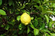 甘平柑橘簡介：品種特性、栽培優(yōu)勢與產(chǎn)地特色全面解析