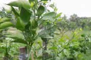 柑橘嫁接多久能發(fā)芽_柑橘嫁接芽會(huì)沖破薄膜嗎 柑橘嫁接多久能發(fā)芽_柑橘嫁接芽會(huì)沖破薄膜嗎