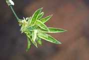 柑桔種苗怎么埋？正確步驟與注意事項(xiàng)解析