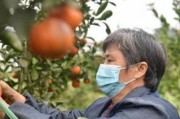 柑橘高位嫁接什么時候好_柑桔樹8月份嫁接幾月份鋸枝