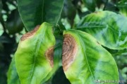 柑橘花前防病蟲害有哪些_柑橘開園和清園的方案 柑橘花前防病蟲害有哪些_柑橘開園和清園的方案
