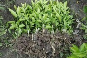 大棚柑橘種植技術密度_夏季柑桔什么時候移栽
