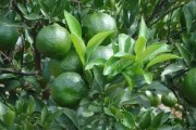 柑橘水平種植技術(shù)要點有哪些_黃巖蜜桔種植技術(shù) 柑橘水平種植技術(shù)要點有哪些_黃巖蜜桔種植技術(shù)