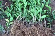 晚熟柑橘移栽種植技術(shù)_甘平柑橘適合四川種植嗎