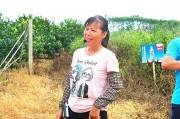 柑橘種植管理技術百度_種植的柑橘二年幼樹