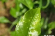 春夏柑橘種植技術_蜜桔的栽培管理