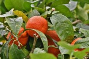 蜜桔的營養(yǎng)價(jià)值有哪些（蜜桔的藥用價(jià)值）