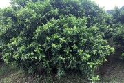 柑橘拉枝技術_橘子樹開春發(fā)芽需要施肥嗎