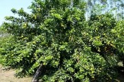 來賓柑橘種植技術(shù)_2019年砂糖橘價格走勢如何
