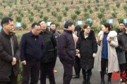 柑橘籽怎么種植技術(shù)_如何用桔子籽種出桔子