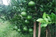 柑橘九月底有什么病蟲害_一不小心就會產(chǎn)生藥害
