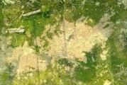 柑橘樹(shù)病蟲(chóng)害簡(jiǎn)報(bào)怎么寫(xiě)_怎么防治柑橘病蟲(chóng)害