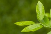 嫁接柑橘樹怎么嫁？手把手教你正確操作步驟與技巧