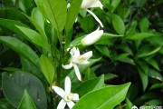 柑橘幼苗病蟲(chóng)害與防治_柑橘的花皮果如何防治 柑橘幼苗病蟲(chóng)害與防治_柑橘的花皮果如何防治