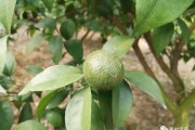 柑橘花的種植技術(shù)_沙糖橘春芽多花少什么原因 柑橘花的種植技術(shù)_沙糖橘春芽多花少什么原因