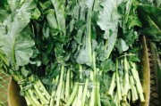 澳橘?gòu)V西沃柑有區(qū)別嗎（澳柑與沃柑哪個(gè)品種好吃）