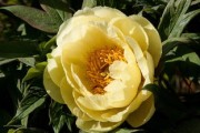 斯密柑橘幾月開(kāi)花結(jié)果（阿斯密柑橘苗特性）