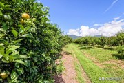 柑橘種植施肥技術(shù)技巧_柑橘栽培的施肥時(shí)間在什么時(shí)候最好