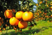 行距6米柑橘種植技術(shù)_耙耙柑樹(shù)多高
