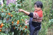 滿坡柑橘種植技術(shù)_柑橘樹(shù)什么時(shí)候打藥好 滿坡柑橘種植技術(shù)_柑橘樹(shù)什么時(shí)候打藥好