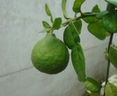 剛種柑橘苗葉黃會(huì)生新葉嗎？黃葉原因與復(fù)綠措施全解析