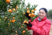 柑橘種植新技術(shù)視頻_什么是鼻竇炎